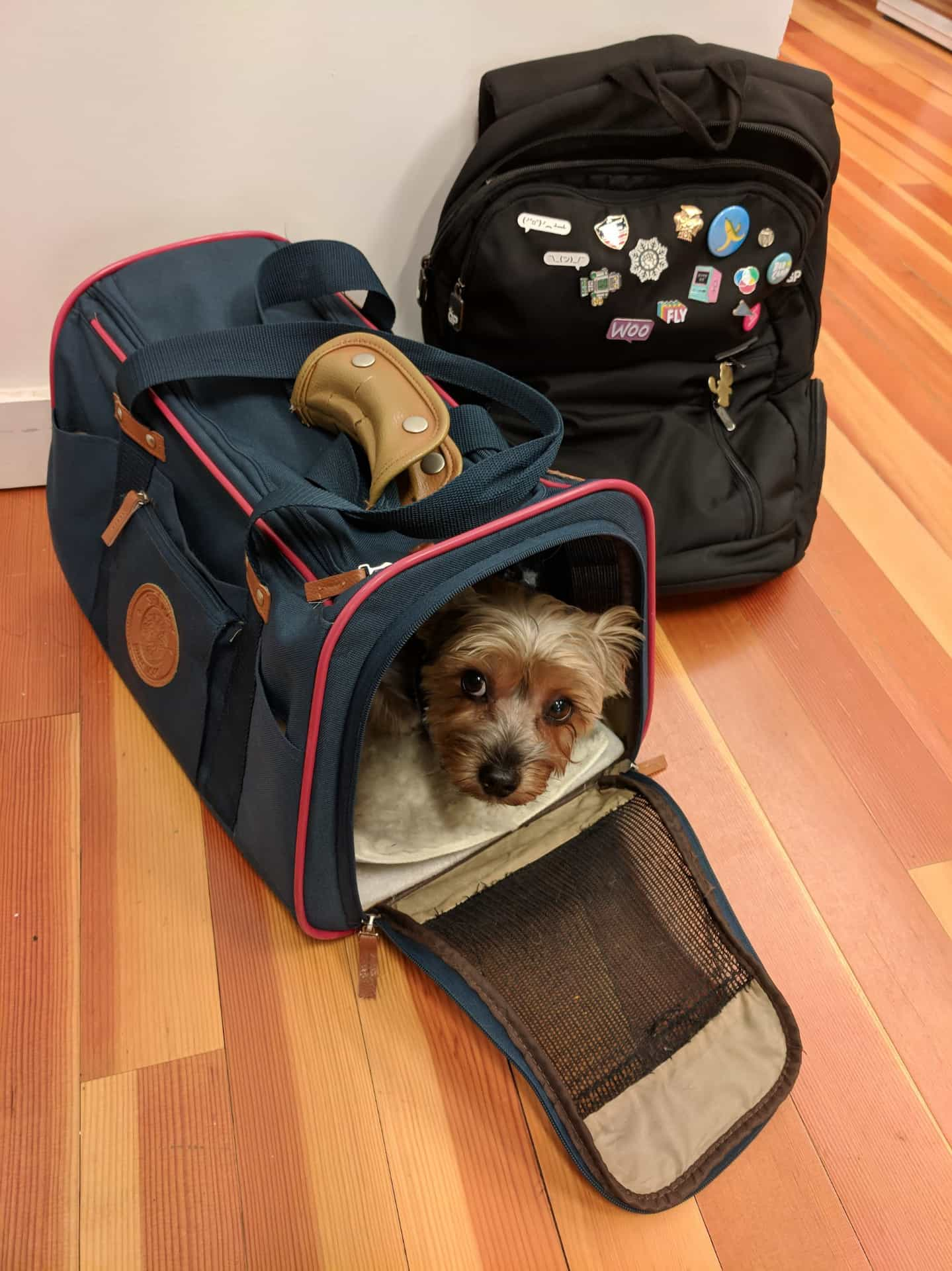 Griff, waiting anxiously in his travel bag to be transported wherever we were going next