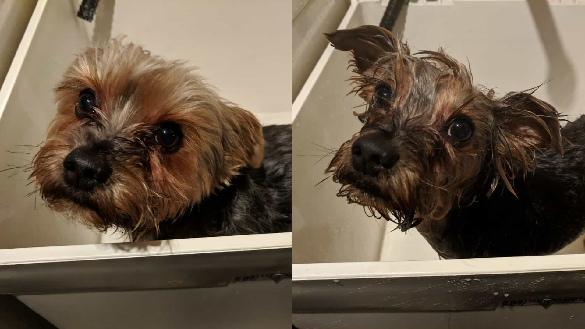 Griff, before and after bath time, looking a bit like a wet rat in the latter