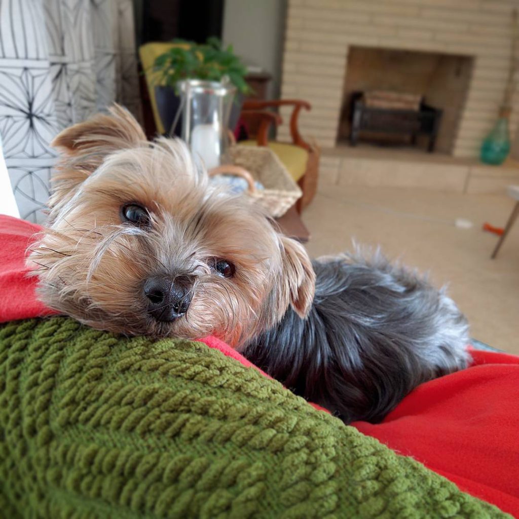 Griff, cutely resting his chin on the back of a chair where he's resting