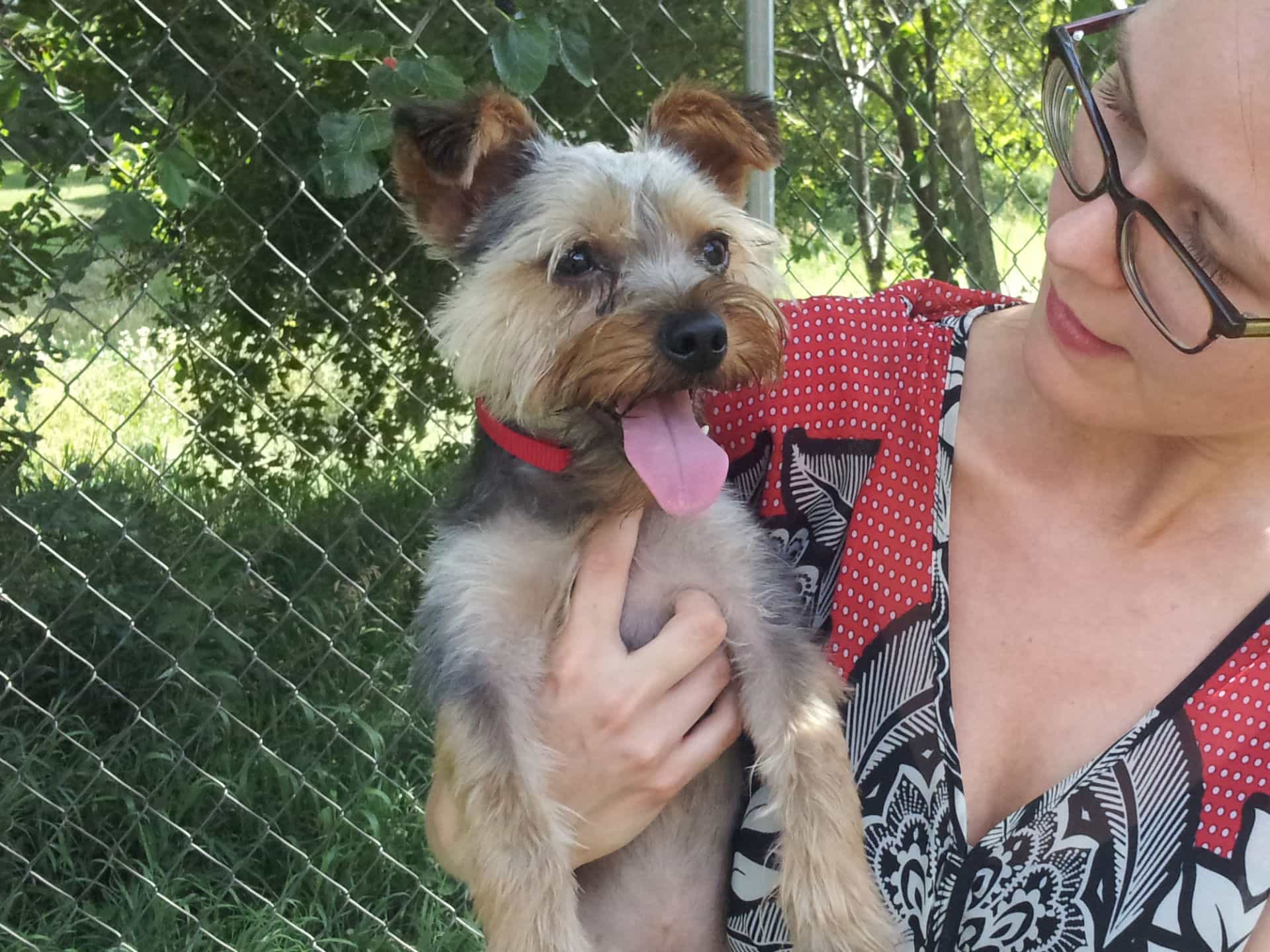 Griff, a brown and grey Yorkie of about 10 pounds or so, on the first day we met him, panting in the summer heat