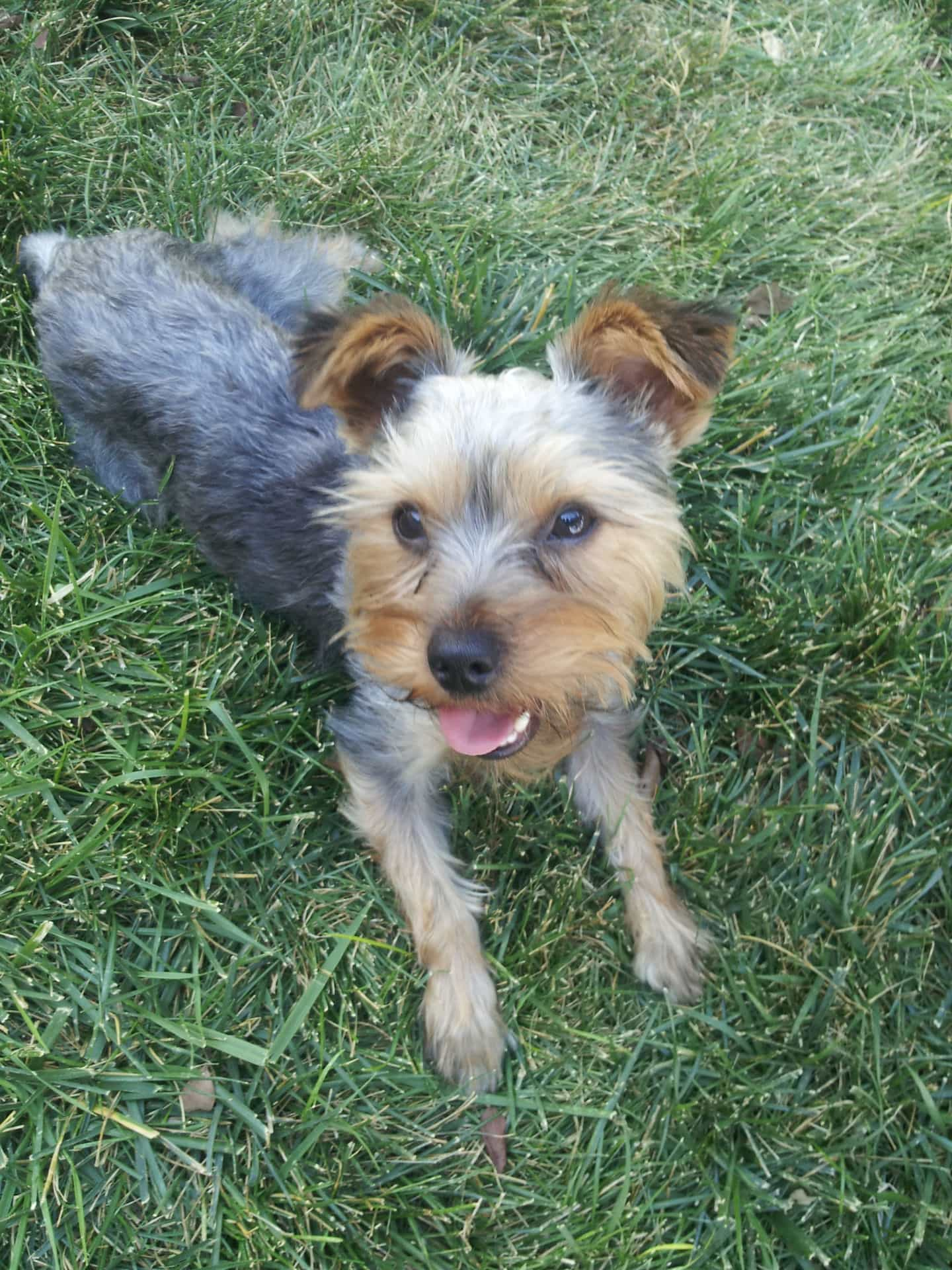 Griff panting happily in the yard, shortly after we adopted him