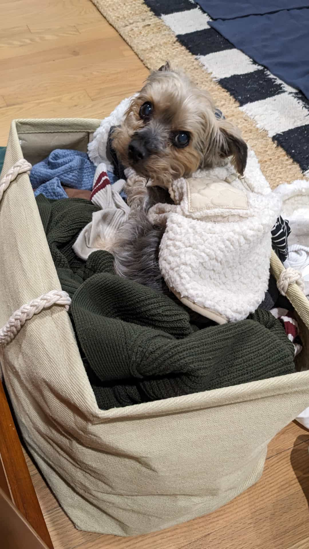 Griff, curled up in a basket of fresh laundry