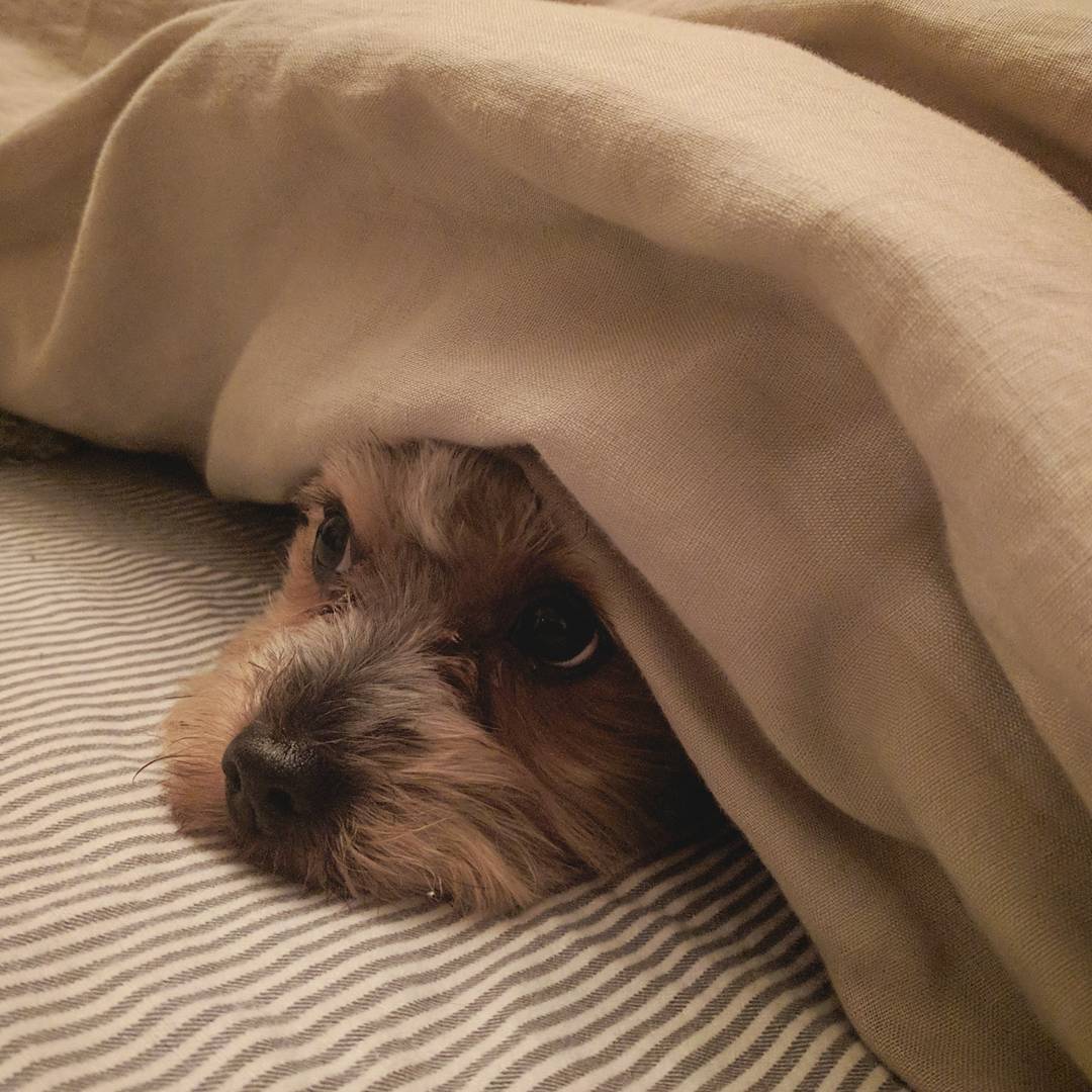 Griff's face barely peeking out from under the covers on the bed