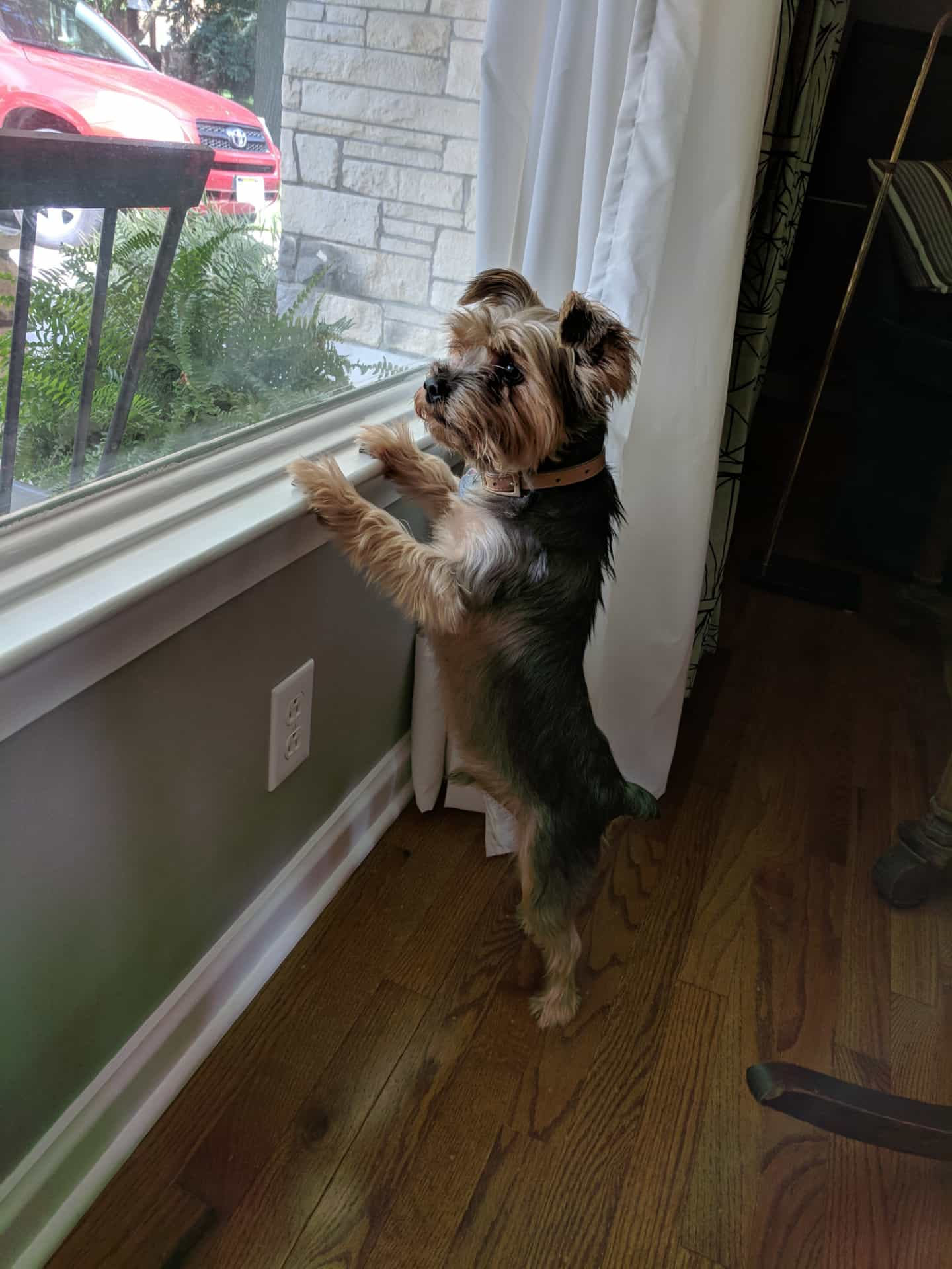 Griff on his hind legs, looking vigilantly out the front window of our house