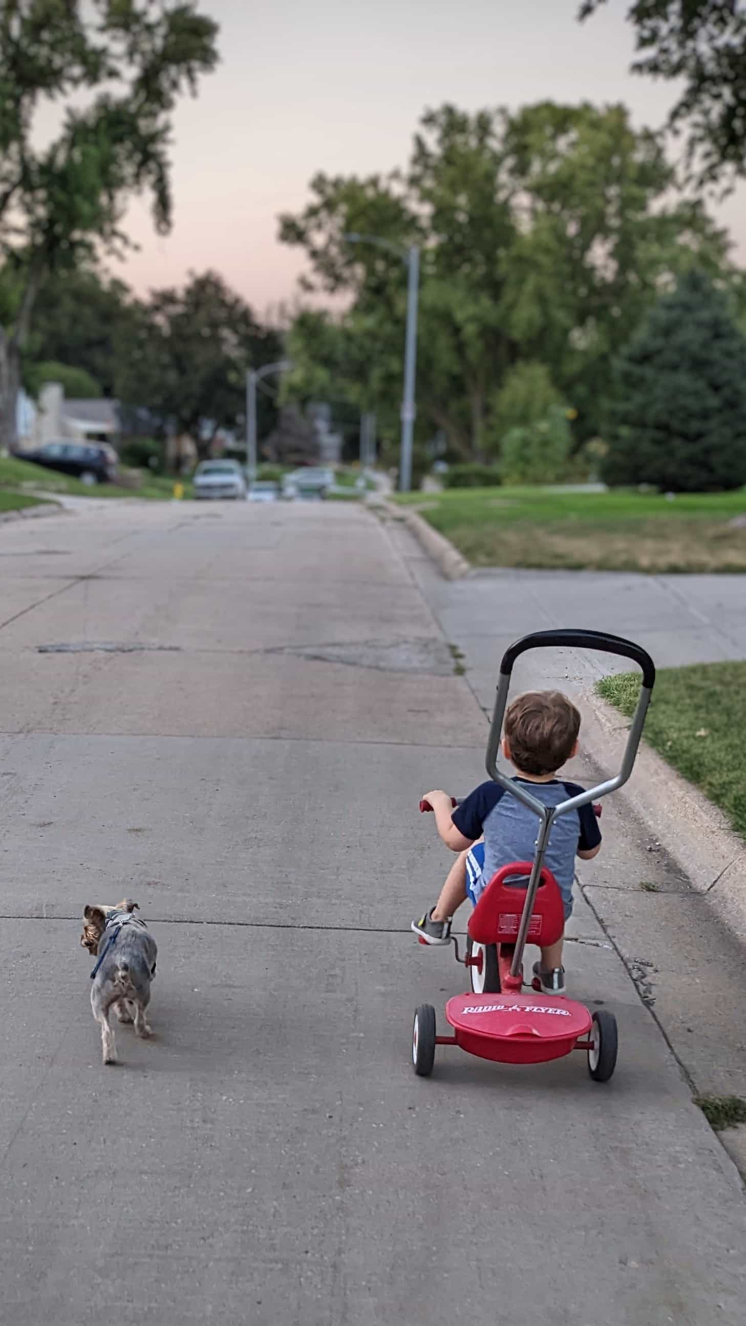 Griff and our son on a walk. Our son rides his trike, circa age 3, as Griff walks alongside him on a leash